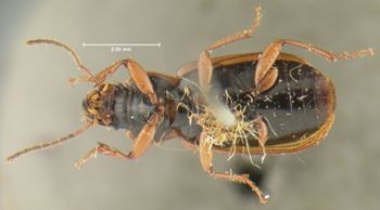 Media type: image;   Entomology 32968 Aspect: habitus ventral view